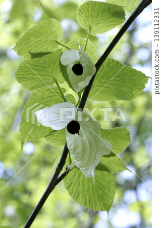 The flowers of the handkerchief tree (Davidia involucrata), which resemble an unfolded handkerchief, in the Tohoku region. 139112331