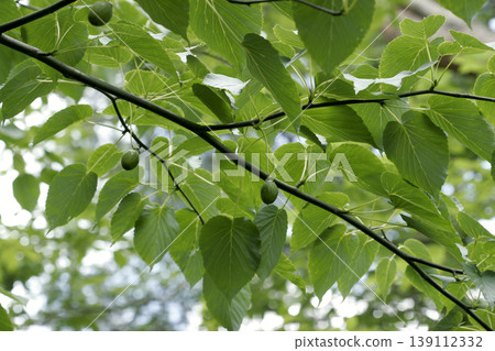 Young fruits of the handkerchief tree (Davidia involucrata) bathed in dappled sunlight in Tohoku region. Young fruits of the handkerchief tree (Davidia involucrata) bathed in dappled sunlight in Tohoku region. 139112332