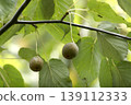 產於東北地區的稗樹（Davidia involucrata）的圓潤可愛的果實。 139112333