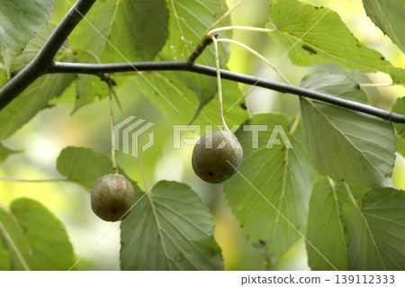 The round, cute fruit of the handkerchief tree (Davidia involucrata) in Tohoku region. The round, cute fruit of the handkerchief tree (Davidia involucrata) in Tohoku region. 139112333