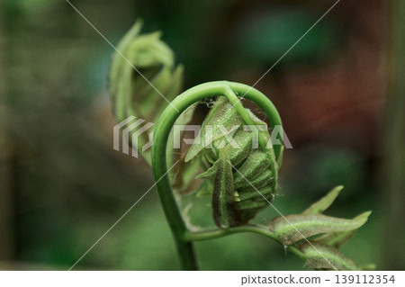 Unfolding of fern leaves Unfolding of fern leaves 139112354