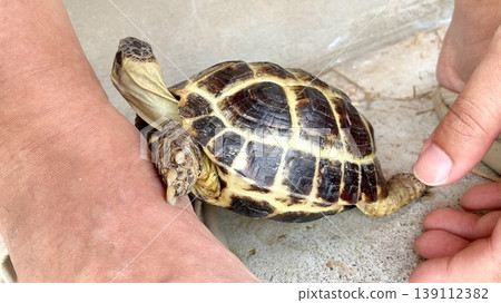 Russian tortoises use humans as stepping stones Russian tortoises use humans as stepping stones 139112382