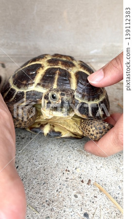 Russian tortoise looking straight at the camera Russian tortoise looking straight at the camera 139112383