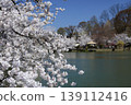 Suzaka City Wolongong公園的櫻花 139112416