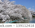 Suzaka City Wolongong公園的櫻花 139112418
