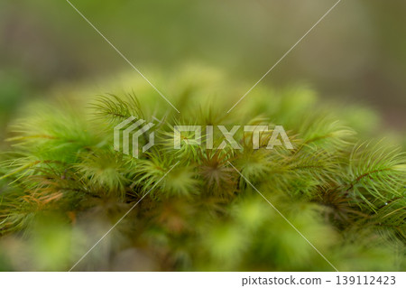 Photographing fluffy moss with a macro lens Photographing fluffy moss with a macro lens 139112423