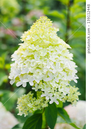 Hydrangea Skyfall Flowering Shrub in Summer Garden 139112448