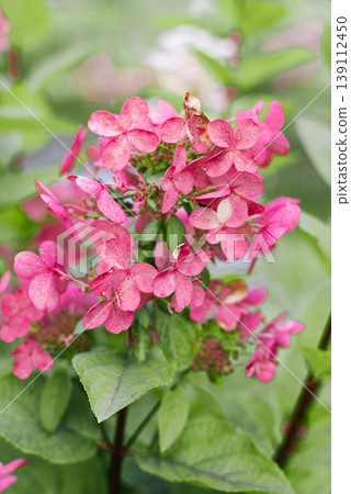 Pink Wims Red Hydrangea Flower Heads In Sunlight Pink Wims Red Hydrangea Flower Heads In Sunlight 139112450