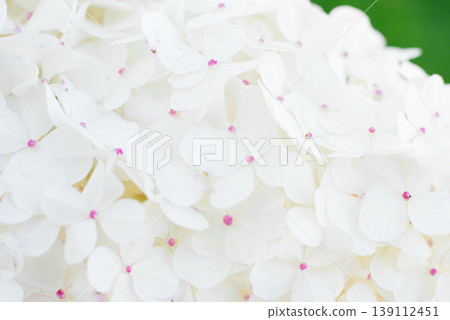 Vanilla Fraise Hydrangea Macro Petals Floral Texture Vanilla Fraise Hydrangea Macro Petals Floral Texture 139112451