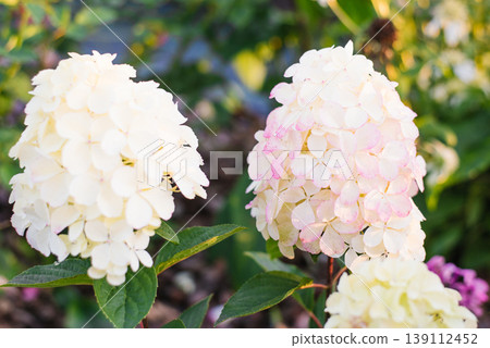 Two Hydrangea Paniculata Pandalus Flowers In Garden 139112452