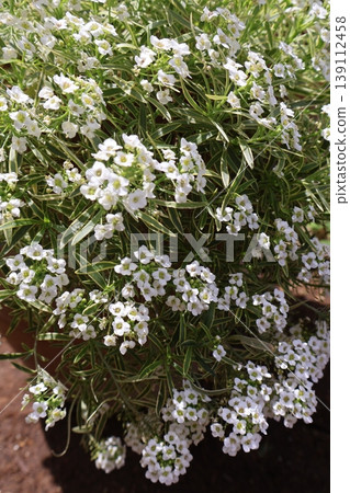 Potted Super Alyssum Potted Super Alyssum 139112458