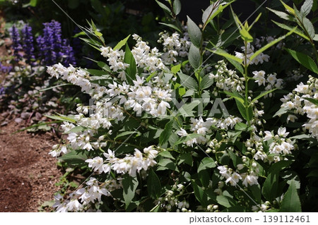 纖細溲疏(Deutzia gracilis)開著它那白色的小花。 纖細溲疏(Deutzia gracilis)開著它那白色的小花。 139112461