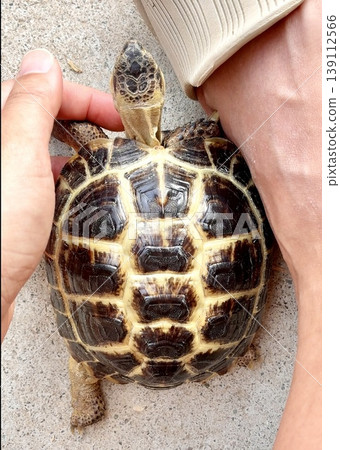 A Russian tortoise resting in the shade of a human. A Russian tortoise resting in the shade of a human. 139112566