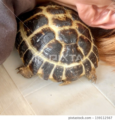 A Russian tortoise burying its face in its neck. A Russian tortoise burying its face in its neck. 139112567
