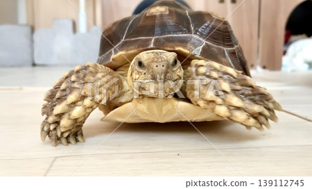 Walking sea turtle Walking sea turtle 139112745