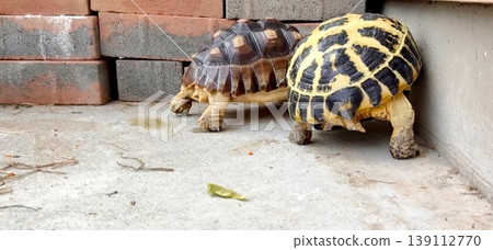 A sulcata tortoise and a Russian tortoise both vying for a corner spot. A sulcata tortoise and a Russian tortoise both vying for a corner spot. 139112770