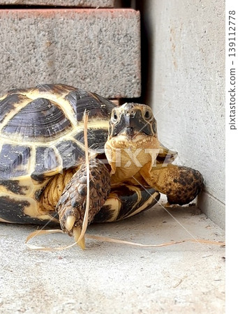 Here's a Russian tortoise that caught my attention. Here's a Russian tortoise that caught my attention. 139112778