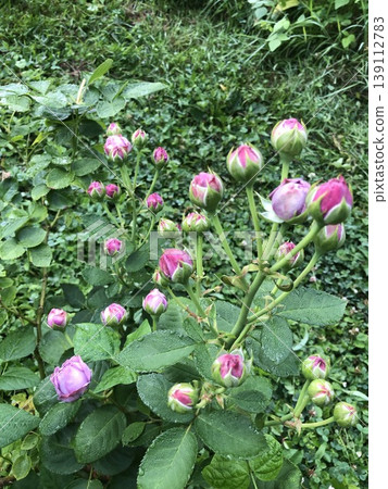 玫瑰「藍河」花蕾 玫瑰「藍河」花蕾 139112783