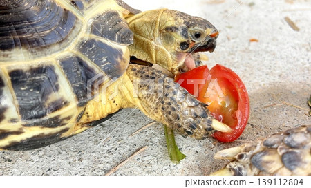A Russian tortoise gnawing on a cherry tomato. A Russian tortoise gnawing on a cherry tomato. 139112804