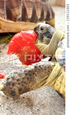 A Russian tortoise is obsessed with tomatoes. A Russian tortoise is obsessed with tomatoes. 139112805