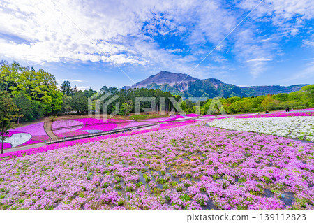 （埼玉縣）秩父市：羊山公園、芝櫻之丘 139112823