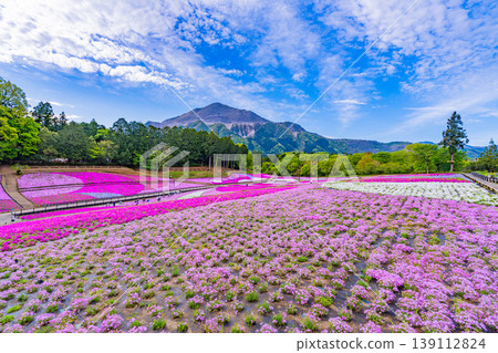 (埼玉縣)秩父市:羊山公園、芝櫻之丘 (埼玉縣)秩父市:羊山公園、芝櫻之丘 139112824