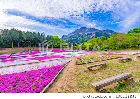 (Saitama Prefecture) Chichibu City: Hitsujiyama Park and Shibazakura Hill (Saitama Prefecture) Chichibu City: Hitsujiyama Park and Shibazakura Hill 139112835