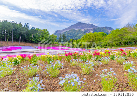(埼玉縣)秩父市:羊山公園、芝櫻之丘 (埼玉縣)秩父市:羊山公園、芝櫻之丘 139112836