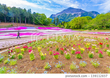 （埼玉縣）秩父市：羊山公園、芝櫻之丘 139112837