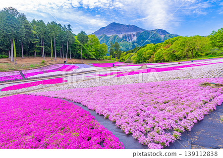 (埼玉縣)秩父市:羊山公園、芝櫻之丘 (埼玉縣)秩父市:羊山公園、芝櫻之丘 139112838