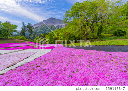 (埼玉縣)秩父市:羊山公園、芝櫻之丘 (埼玉縣)秩父市:羊山公園、芝櫻之丘 139112847