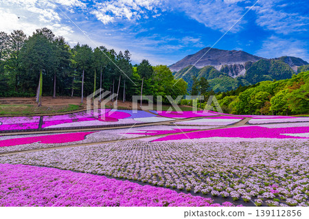 (埼玉縣)秩父市:羊山公園、芝櫻之丘 (埼玉縣)秩父市:羊山公園、芝櫻之丘 139112856