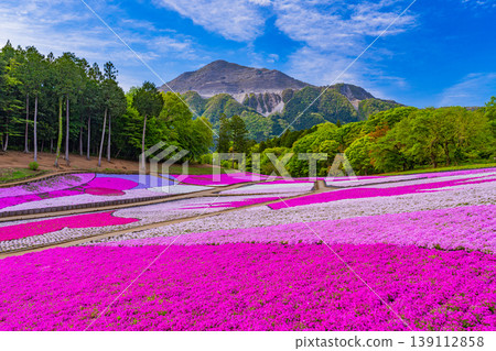 (Saitama Prefecture) Chichibu City: Hitsujiyama Park and Shibazakura Hill (Saitama Prefecture) Chichibu City: Hitsujiyama Park and Shibazakura Hill 139112858