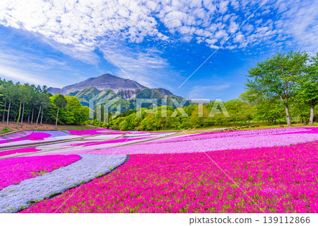 (Saitama Prefecture) Chichibu City: Hitsujiyama Park and Shibazakura Hill (Saitama Prefecture) Chichibu City: Hitsujiyama Park and Shibazakura Hill 139112866