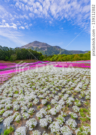(埼玉縣)秩父市:羊山公園、芝櫻之丘 (埼玉縣)秩父市:羊山公園、芝櫻之丘 139112882