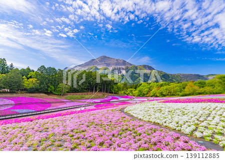 (埼玉縣)秩父市:羊山公園、芝櫻之丘 (埼玉縣)秩父市:羊山公園、芝櫻之丘 139112885
