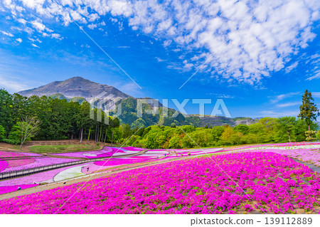 (Saitama Prefecture) Chichibu City: Hitsujiyama Park and Shibazakura Hill (Saitama Prefecture) Chichibu City: Hitsujiyama Park and Shibazakura Hill 139112889