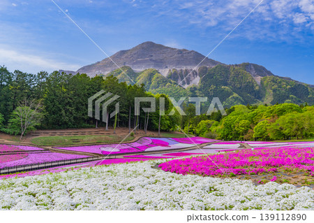 (Saitama Prefecture) Chichibu City: Hitsujiyama Park and Shibazakura Hill 139112890