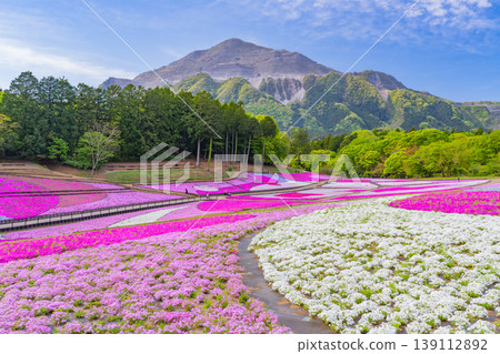 (Saitama Prefecture) Chichibu City: Hitsujiyama Park and Shibazakura Hill 139112892