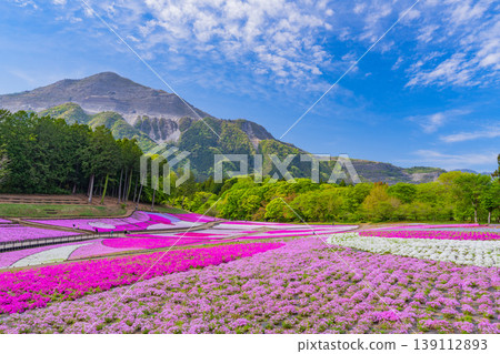 (Saitama Prefecture) Chichibu City: Hitsujiyama Park and Shibazakura Hill 139112893