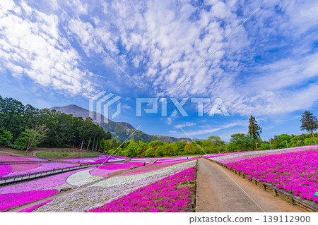 (埼玉縣)秩父市:羊山公園、芝櫻之丘 (埼玉縣)秩父市:羊山公園、芝櫻之丘 139112900