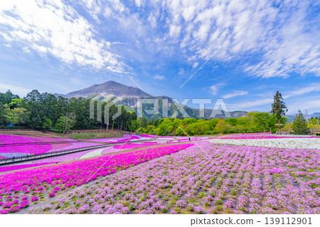 (埼玉縣)秩父市:羊山公園、芝櫻之丘 (埼玉縣)秩父市:羊山公園、芝櫻之丘 139112901