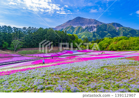 (Saitama Prefecture) Chichibu City: Hitsujiyama Park and Shibazakura Hill (Saitama Prefecture) Chichibu City: Hitsujiyama Park and Shibazakura Hill 139112907