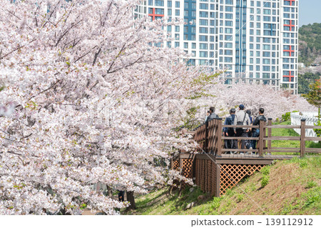 people view cherry blossom tunnel at Dongsam Sea Stream, Busan 139112912