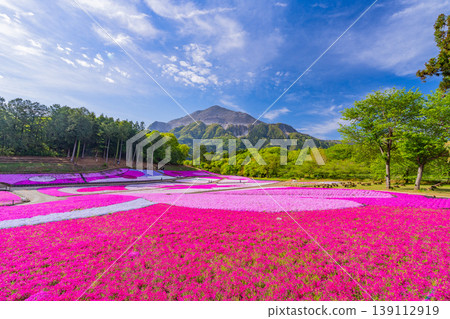 （埼玉縣）秩父市：羊山公園、芝櫻之丘 139112919