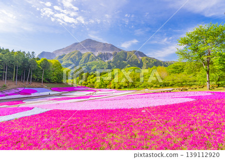 （埼玉縣）秩父市：羊山公園、芝櫻之丘 139112920