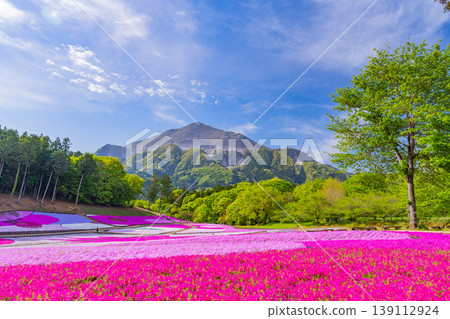 (Saitama Prefecture) Chichibu City: Hitsujiyama Park and Shibazakura Hill (Saitama Prefecture) Chichibu City: Hitsujiyama Park and Shibazakura Hill 139112924