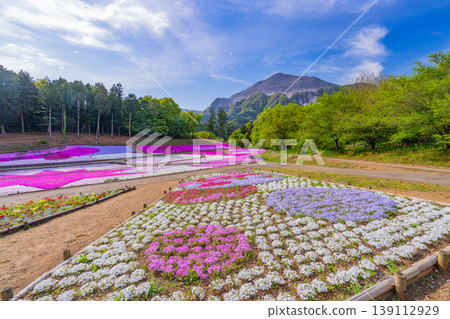 (Saitama Prefecture) Chichibu City: Hitsujiyama Park and Shibazakura Hill (Saitama Prefecture) Chichibu City: Hitsujiyama Park and Shibazakura Hill 139112929