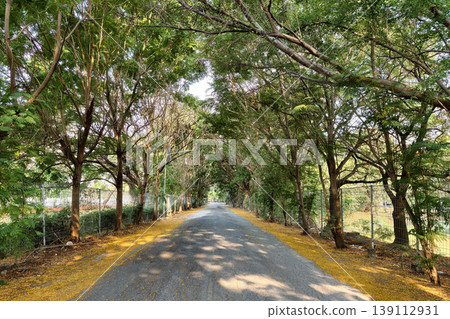 Local empty street with tree tunnel and fallen yellow flowers Local empty street with tree tunnel and fallen yellow flowers 139112931