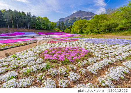 (Saitama Prefecture) Chichibu City: Hitsujiyama Park and Shibazakura Hill (Saitama Prefecture) Chichibu City: Hitsujiyama Park and Shibazakura Hill 139112932